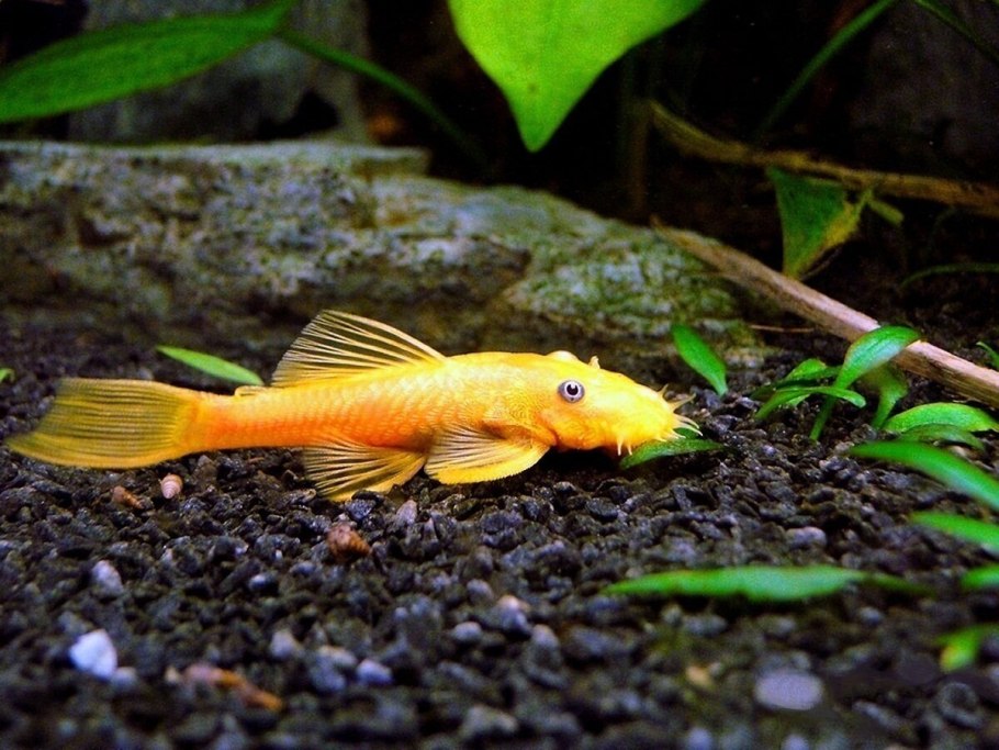 Болезнь сомиков прилипал