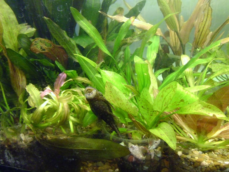 Водоросли укрытие для рыб и водных жителей