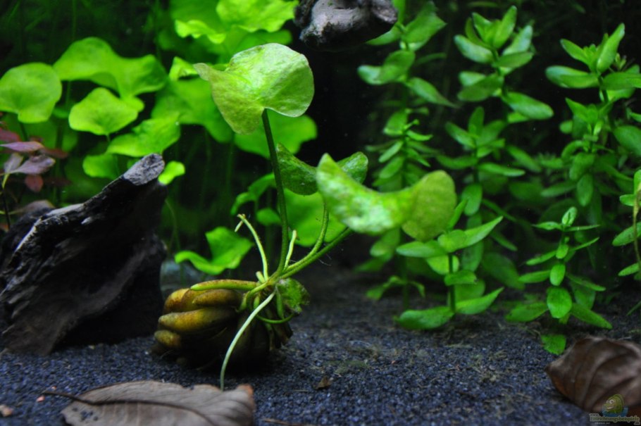 Анциструс Скат