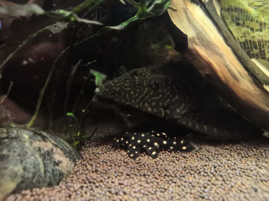 Анциструс l200