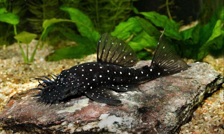 Нимфоидес Флиппер