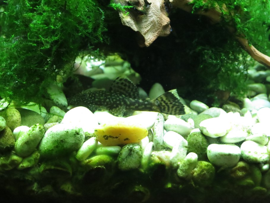 Анубиас пестрый