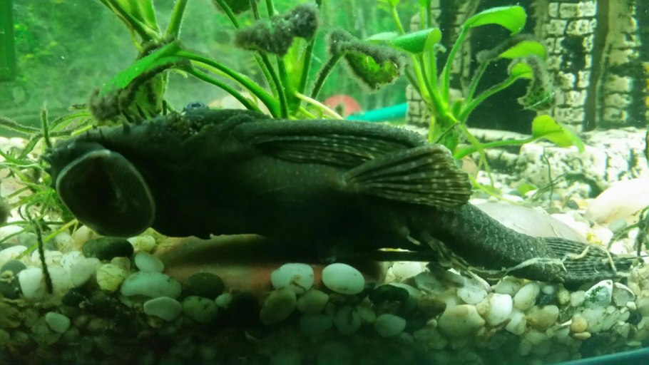 Анциструс или Отоцинклюс