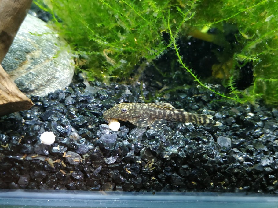 4) Сом анциструс