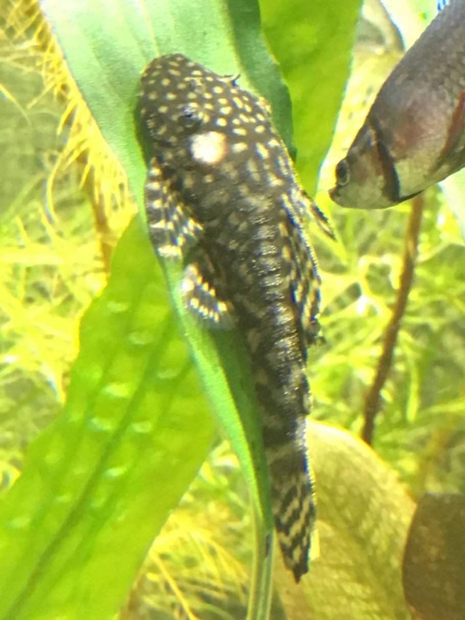 Анциструс 205