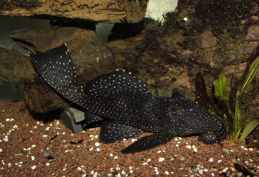 Криптокорина криспатула Номинальная