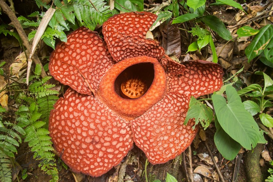 Раффлезия хищник