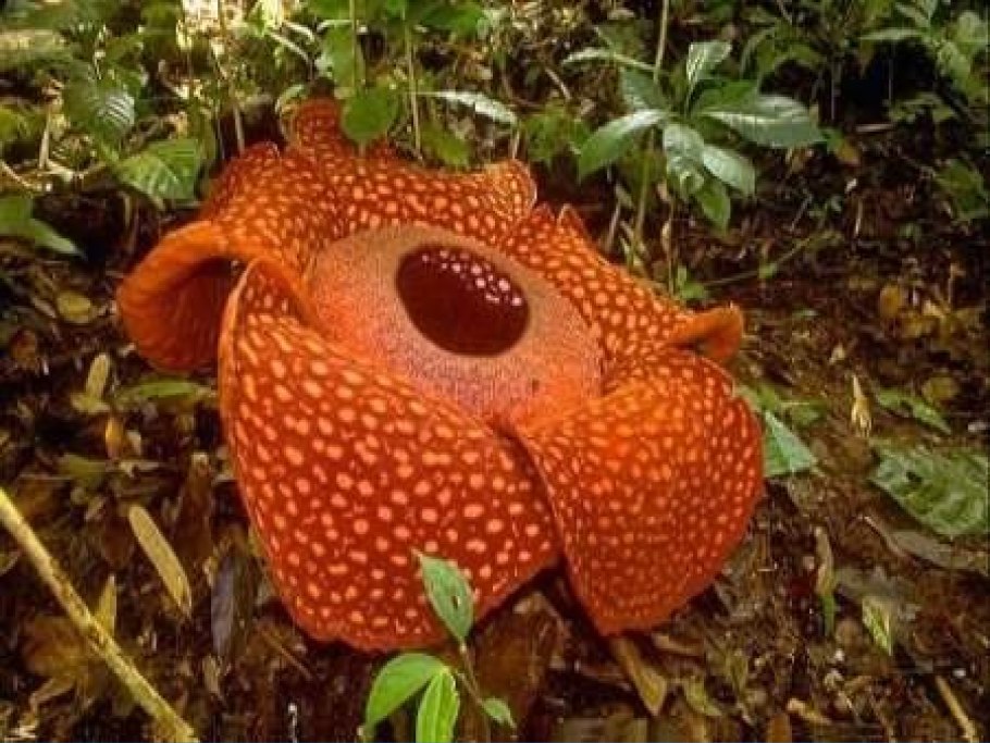 Раффлезия Арнольди