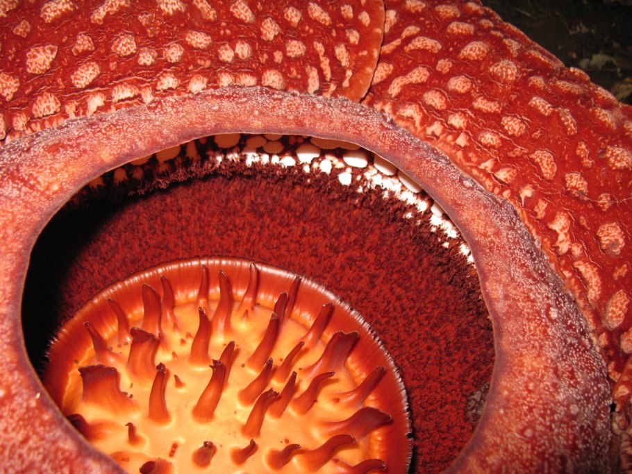 Пыльца раффлезии