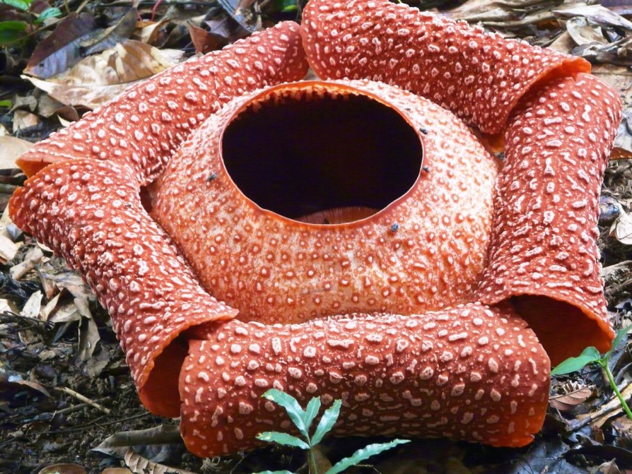 Раффлезия арнольди цветок