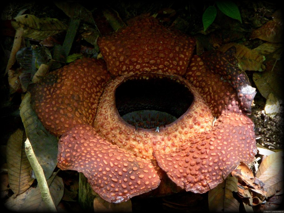 Раффлезия Арнольди