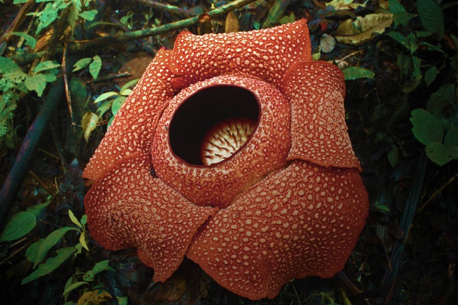 Раффлезия Арнольди плод