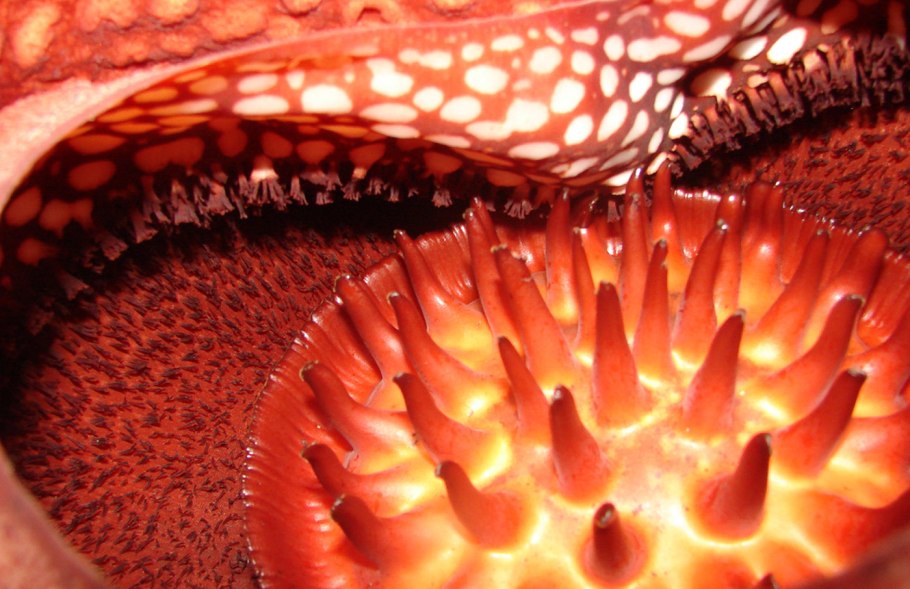 Раффлезия Арнольди