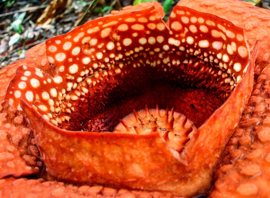 Растения хищники раффлезия