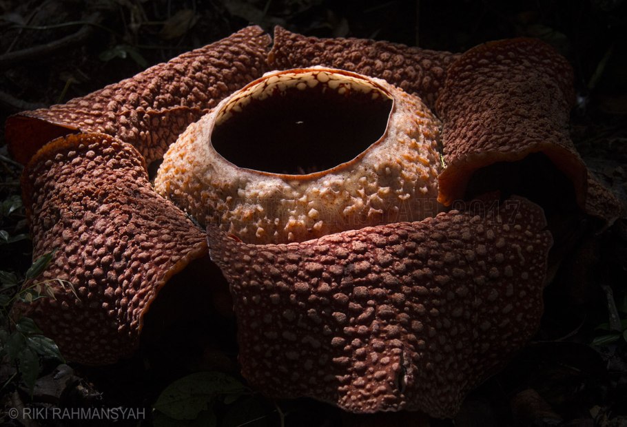 Раффлезии арнольди