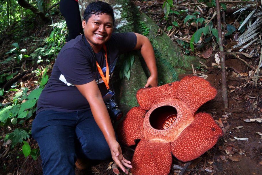 Раффлезия Арнольди