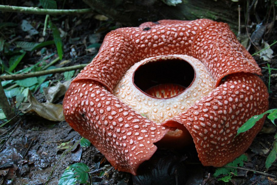 Цветок раффлезия Арнольда