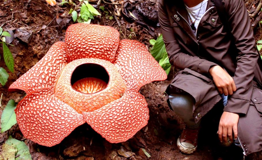 Раффлезия ароморфоз