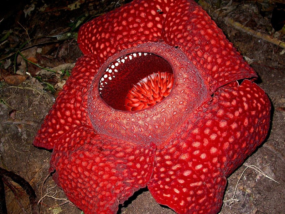 Раффлезия Арнольди Rafflesia arnoldii