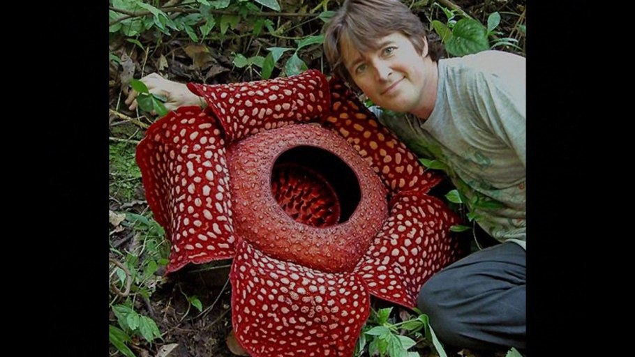 Раффлезия Арнольди с Борнео