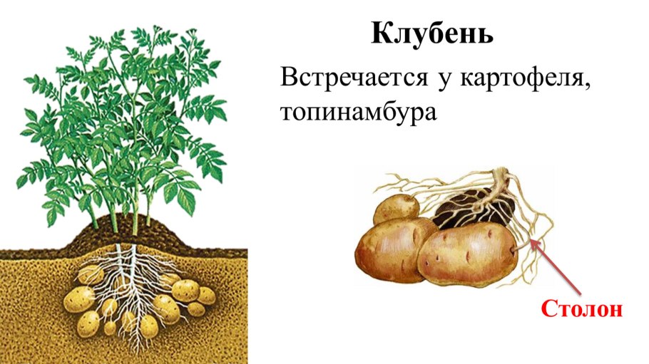 Клубень и столоны картофеля