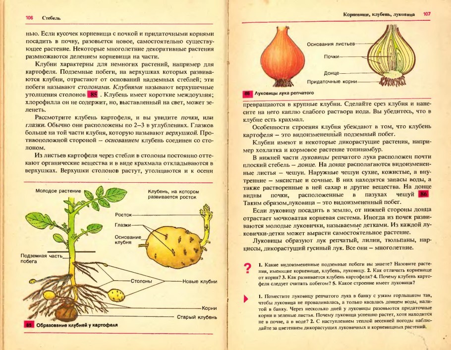 Строение видоизмененных побегов клубень