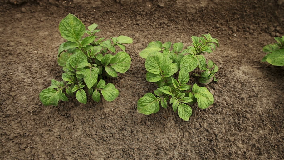 Побег картофеля