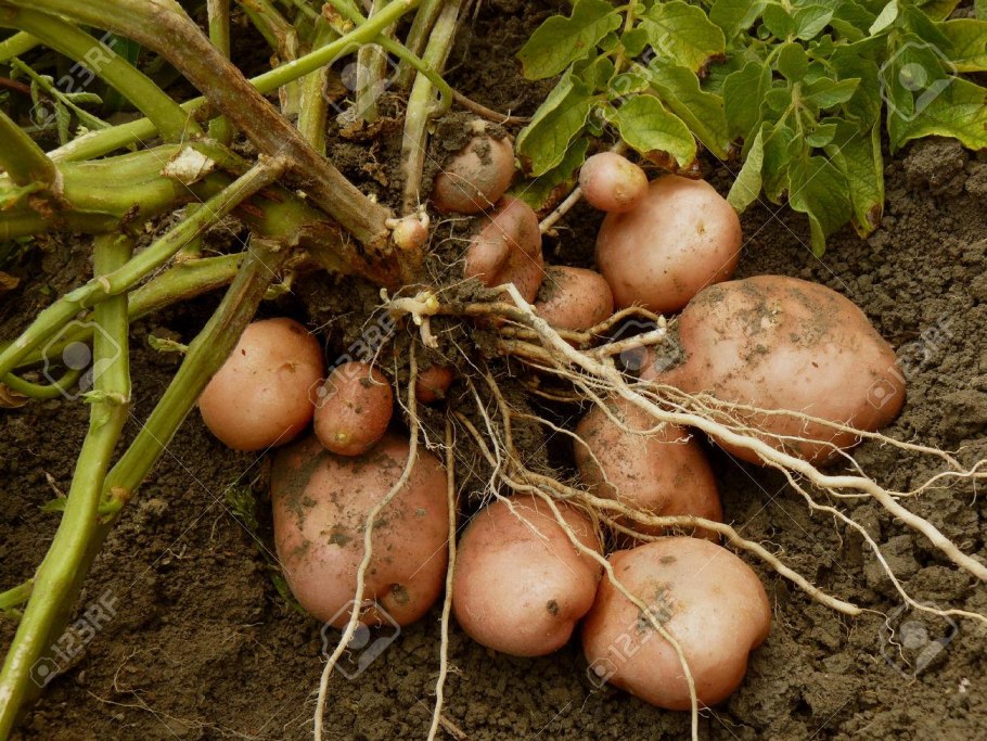 Корневые клубни картофель