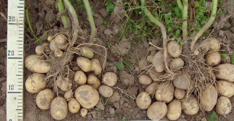 Клубни дикого картофеля