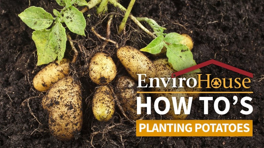 Картофель обыкновенный