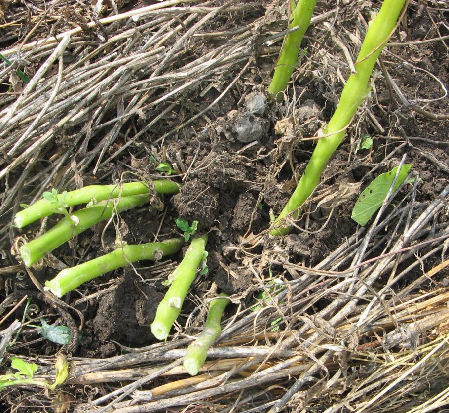 Черноножка у картофеля