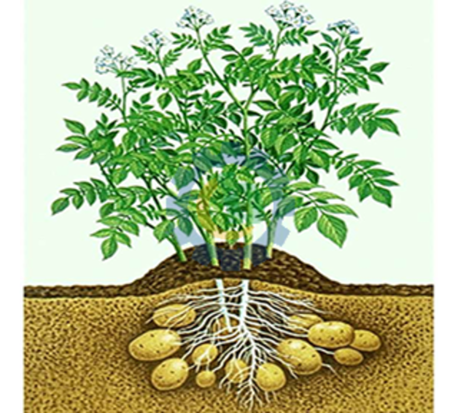 BT-растения картофеля