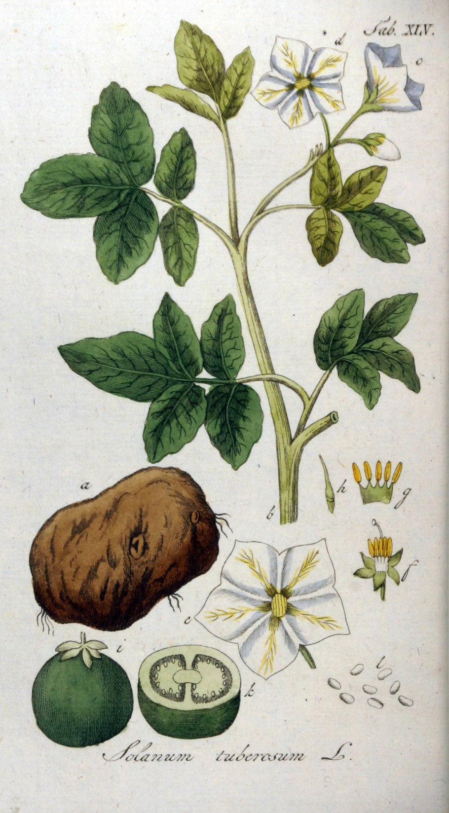 Картофель Solanum tuberosum Ботанический рисунок