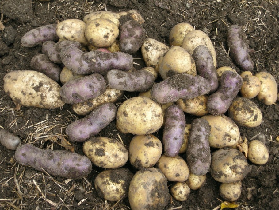 Зеленые клубеньки картофеля