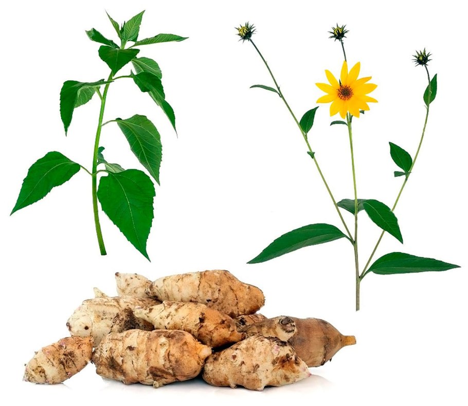 Solanum tuberosum ‘Laura’