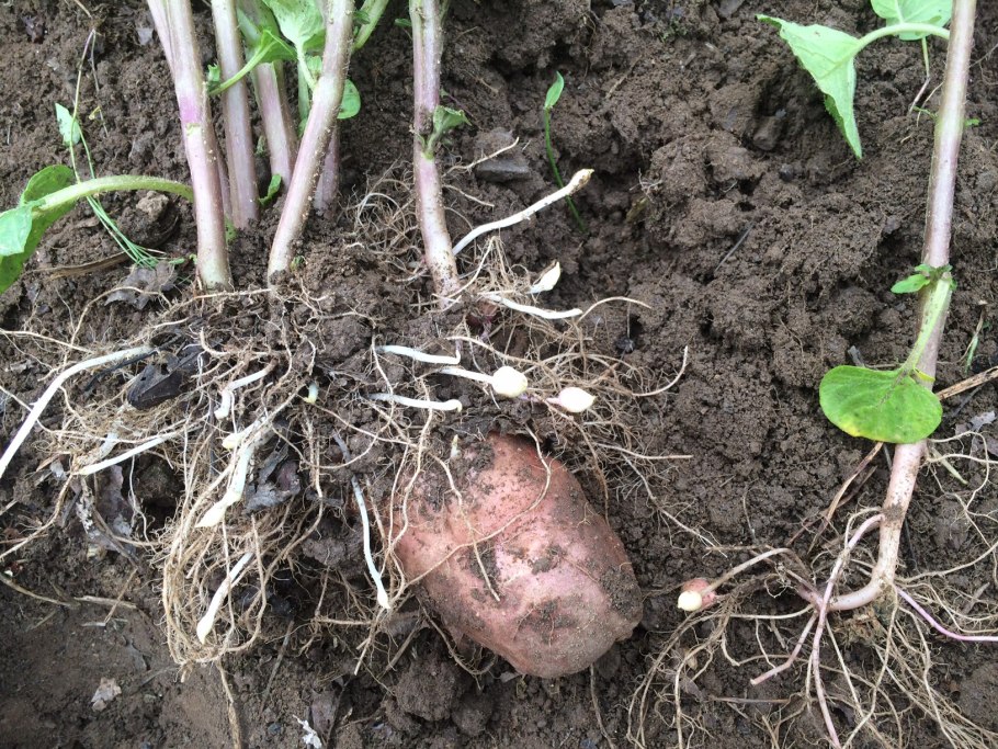 Георгины картофель батат и