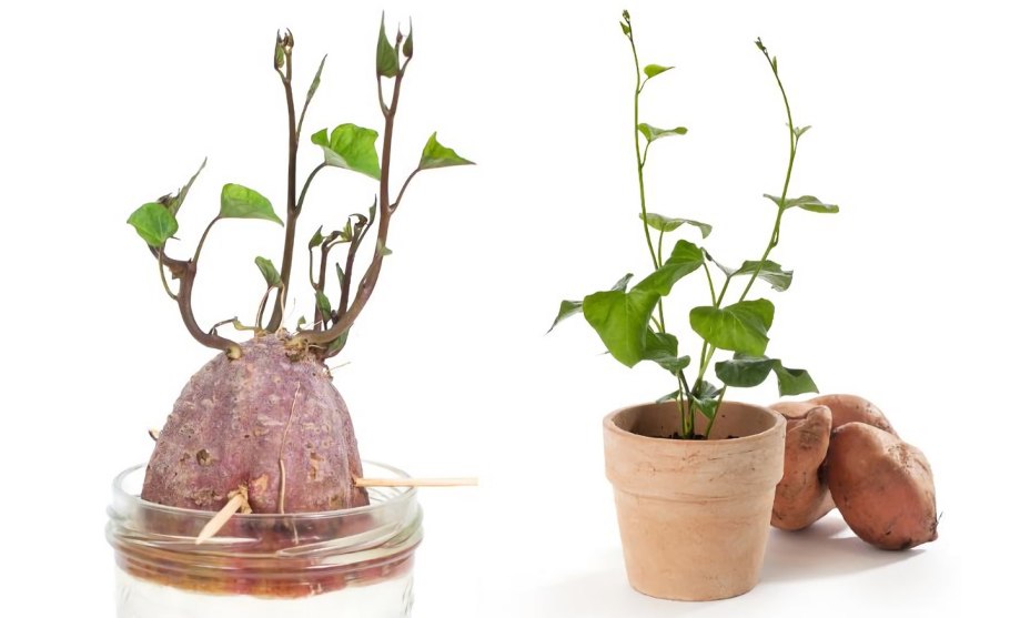 Colonize the end with Potato Crops достижение