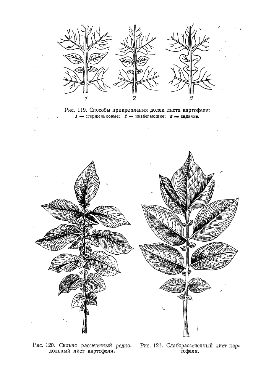 Непарноперисторассеченные листья