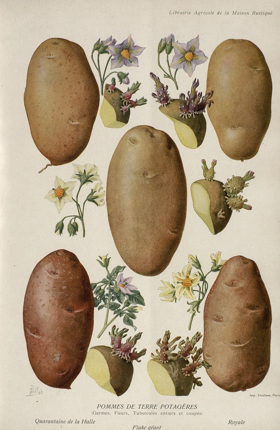 Клубень картофеля