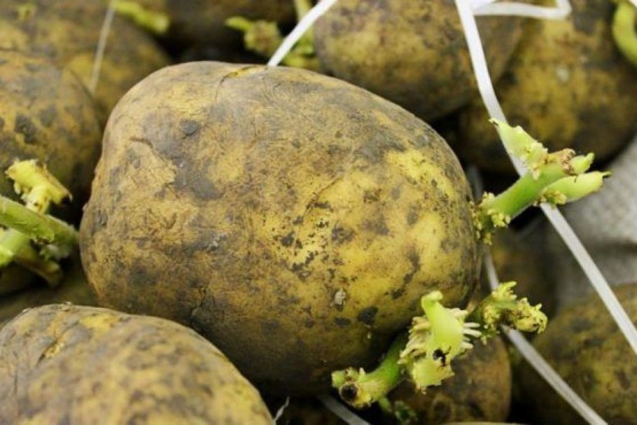 Картофель Solanum tuberosum
