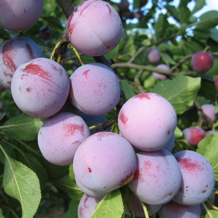 Слива Зареченская ранняя