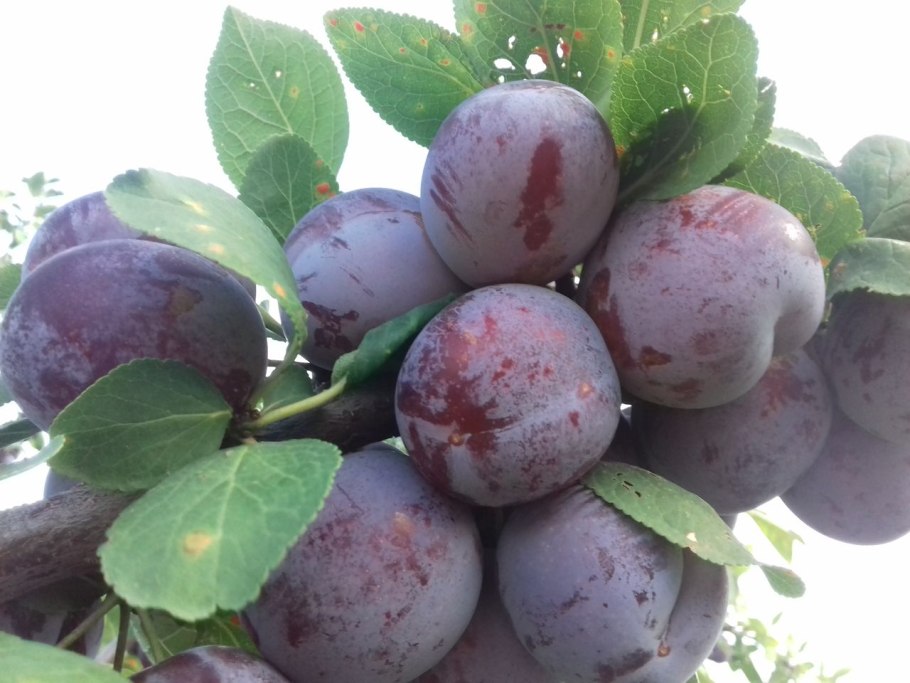 Маленькая слива Терн