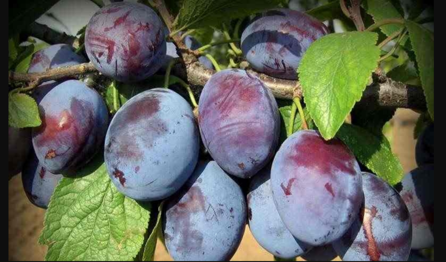 Алыча Блэк Амбер