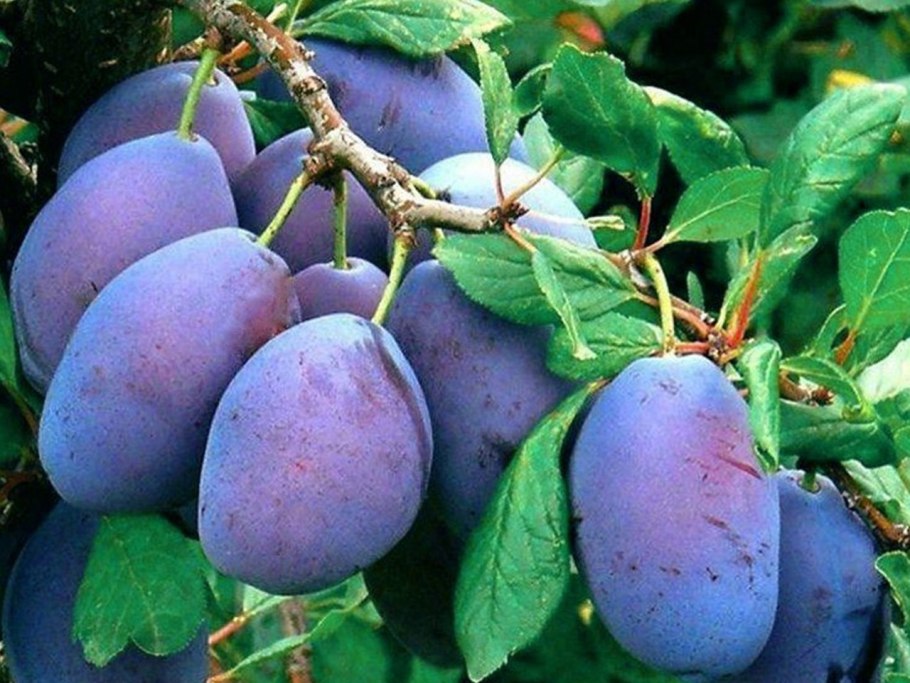 Слива Блэк Сплендор