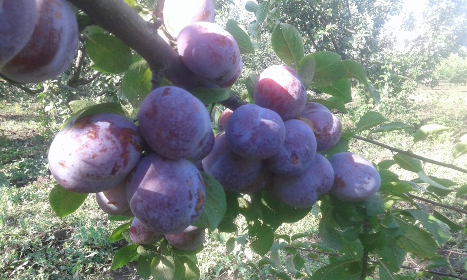 Слива Этюд опылители