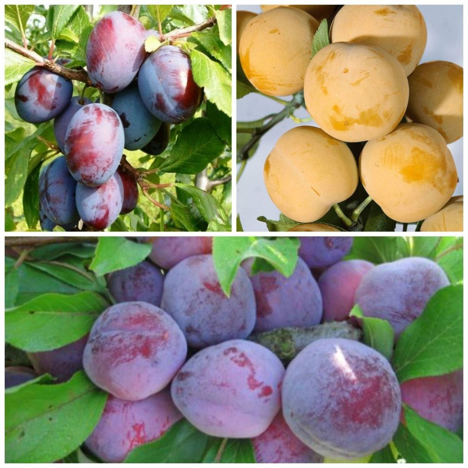 Слива Евразия 21