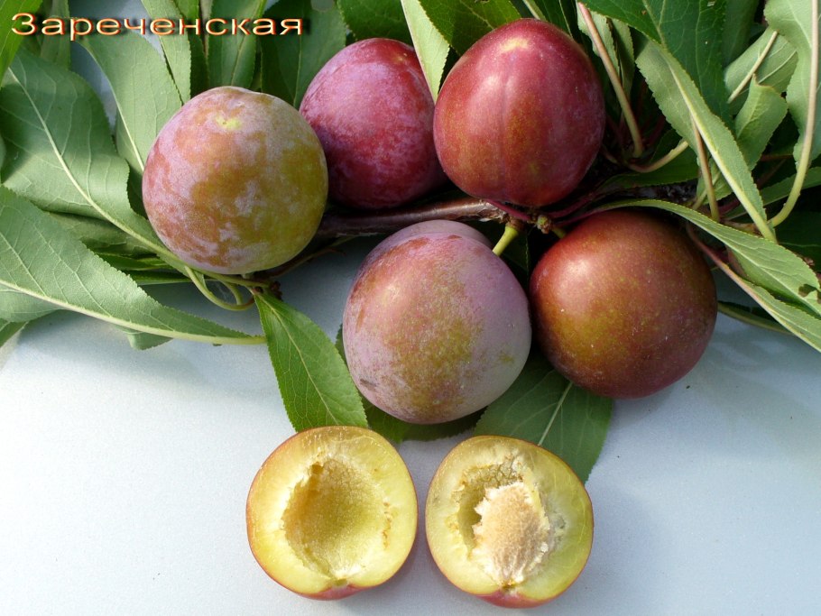 Слива Ренклод Советский