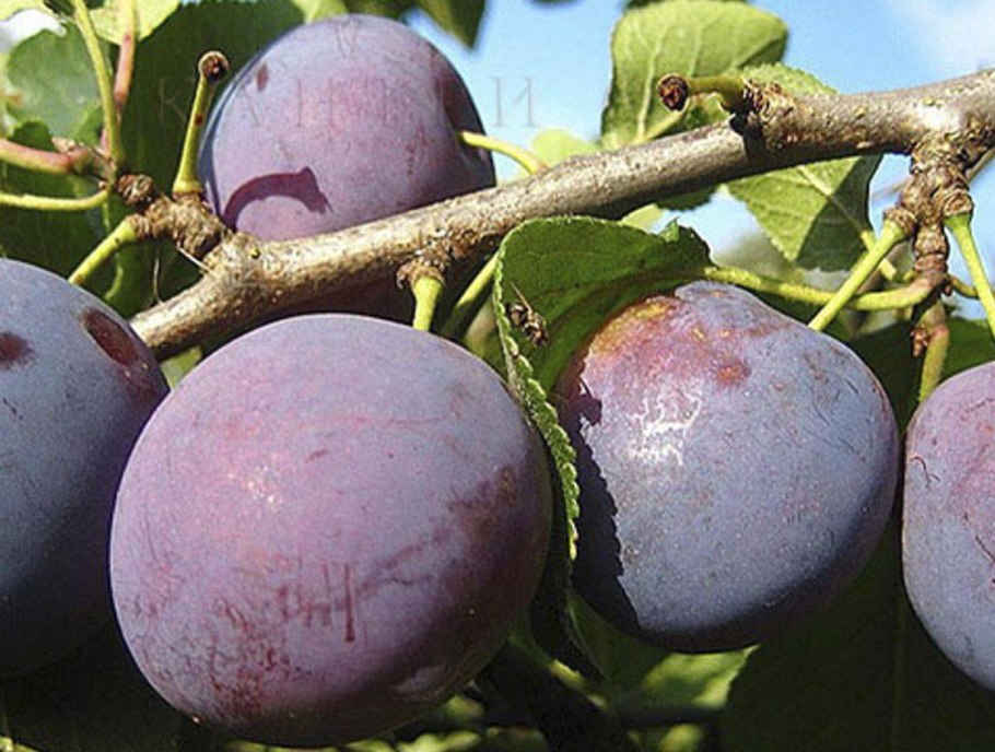 Слива венгерка Заречная