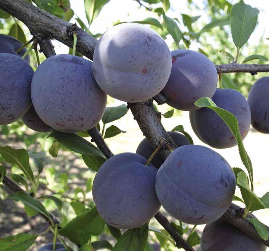 Green Queen сливы с онлифанс