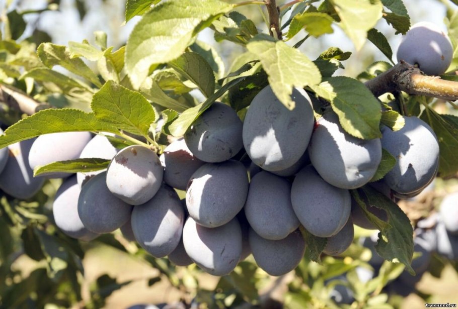 Слива Смолинка